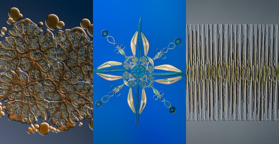 Algae World: diatom microscopy - drawing and use of a camera lucida